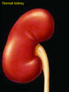 Shape and size of the Kidney