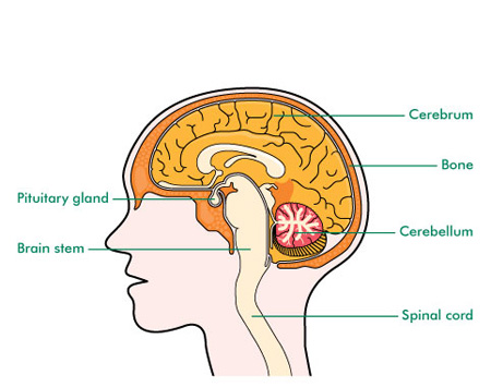 Pituitary gland and its Hormones in Detail | medlight2u.com